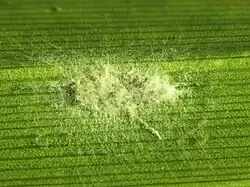 Lecanicillium lecanii op Thripsaphis op zegge