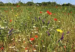 Soortenrijke akkerrand langs een extensief beheerde akker