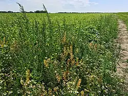 Associatie van grote ereprijs en witte krodde