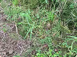 Akkerrand met de stoppelleeuwenbek-associatie