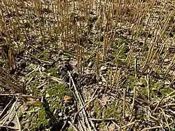 Vegetatie van het knopmos-verbond in een stoppelakker