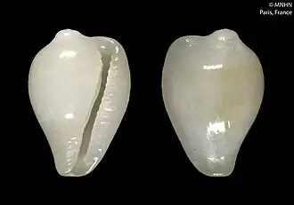 Alaerato elizabethae