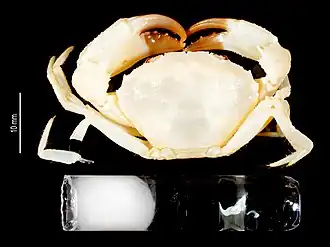 Alainodaeus rimatara