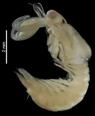 Alainosquilla foresti