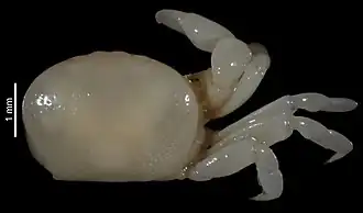 Alainotheres leloeuffi