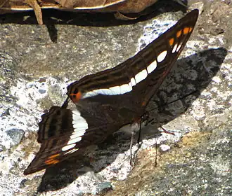 Adelpha alala