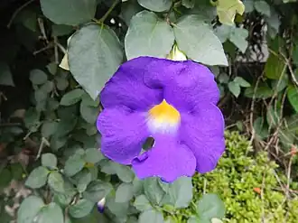 Thunbergia erecta