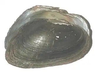 Alasmidonta heterodon