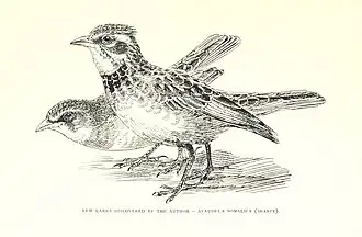 Somalische kortteenleeuwerik