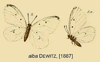 Pentila alba