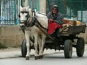 Albanees paard voor een marktwagen