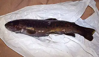 Salmo macrostigma