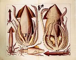 Inktvis (sepia). Prent uit de "Thesaurus"