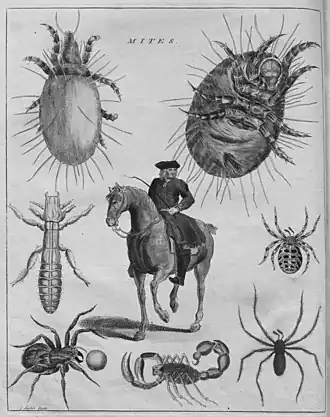Albin op een paard op het frontispies van The Natural History of Spiders (1736)