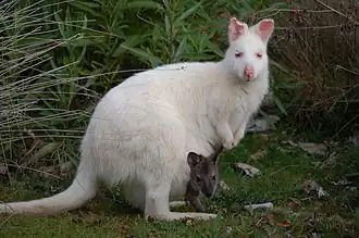 Albino wallaby op Brunyeiland