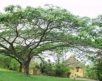 Albizia adianthifolia