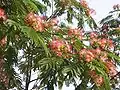 Albizia julibrissin