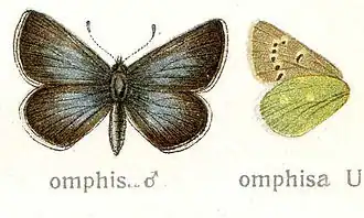 Pamiria omphisa