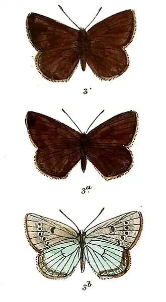 Patricius younghusbandi
