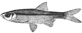 Alburnoides oblongus