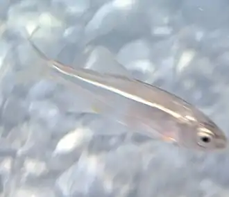 Alburnoides ohridanus