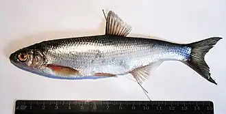 Alburnus leobergi