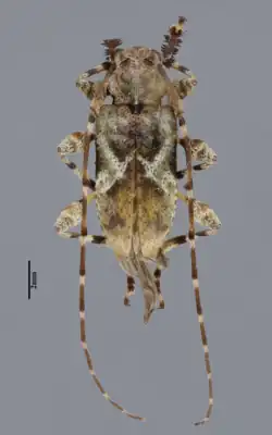 Alcathousiella polyrhaphoides