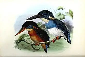 Javaanse blauwborstijsvogel