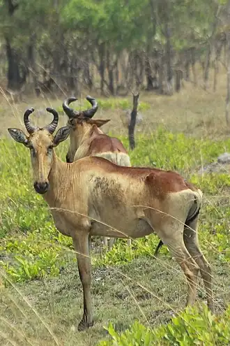 Lichtensteinantilope