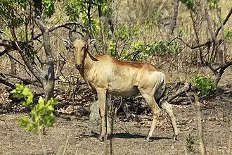 Lichtensteins hartenbeest