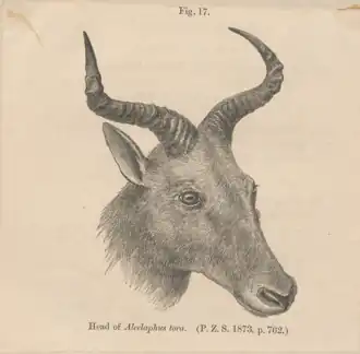 Tora-hartenbeest