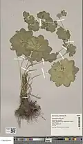 Herbarium-exemplaar