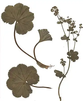 Fijnstengelige vrouwenmantel