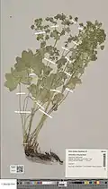 Herbarium