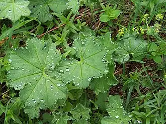 Slanke vrouwenmantel