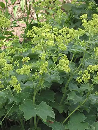 Fraaie vrouwenmantel