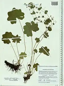Herbarium