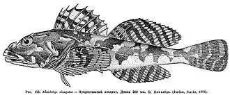 Alcichthys elongatus