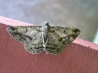 Variabele spikkelspanner