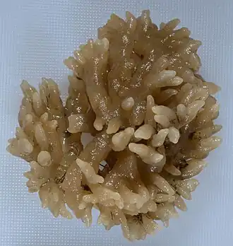 Alcyonidium verrilli