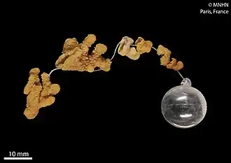 Alcyonium aurantiacum