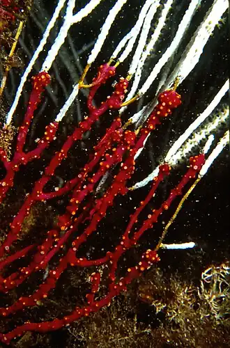 Alcyonium coralloides
