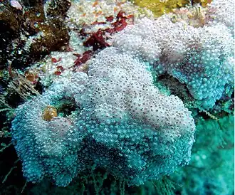 Aldersladum sodwanum