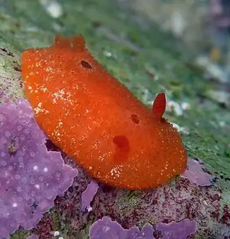 Aldisa sanguinea