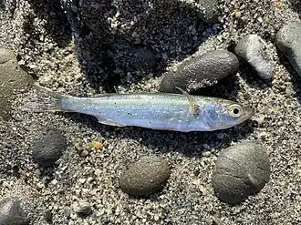 Aldrichetta forsteri