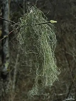 Alectoria fallacina op els