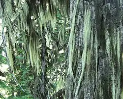 Alectoria sarmentosa