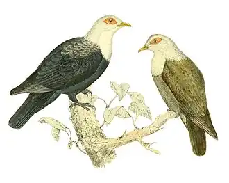 Comorese blauwe duif