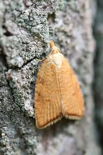 Zonnesproetbladroller