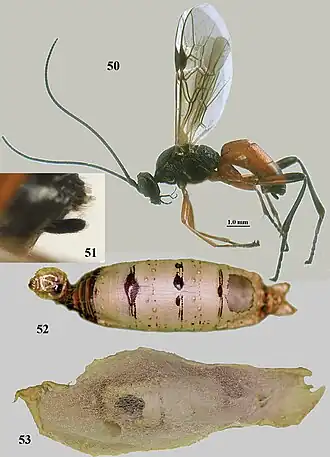 Aleiodes apicalis (Brulle)